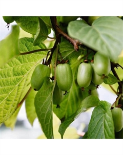 Саженец Актинидия коломикта Сентябрьская, С2 горшок, Н15-35 высота, 1 шт. Поиск