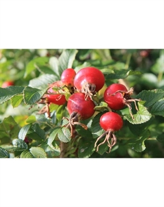 Саженец Шиповник Витаминный ВНИВИ, С2 горшок, Н15-35 высота, 1 шт. Поиск