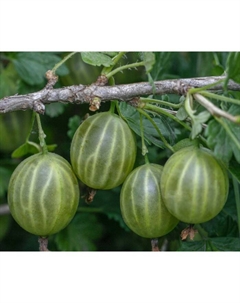 Саженец Крыжовник Малахит, С2 горшок, Н20-40 высота, 1 шт., Лето 2025 Поиск