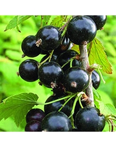 Саженец Смородина черная Гулливер, С2 горшок, Н20-40 высота, 1 шт. Поиск