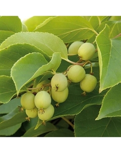 Саженец Актинидия аргута Сладкий, С2 горшок, Н15-35 высота, 1 шт. Поиск