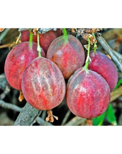 Саженец Крыжовник Колобок, С2 горшок, Н20-40 высота, 1 шт., Лето 2025 Поиск