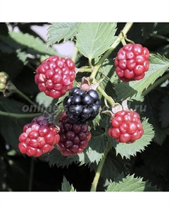 Саженец Ежевика «Дима», С2 горшок, Н20-40 высота, 1 шт., Лето 2025 Поиск