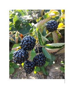 Саженец Ежевика «Навахо», С2 горшок, Н20-40 высота, 1 шт., Лето 2025 Поиск