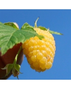 Саженец Малина желтоплодные сорта Желтый гигант, С2 горшок, Н20-40 высота, 1 шт., Лето 2025 Поиск