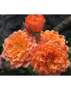 Саженец Роза миниатюрная Нинетта, C3.5 горшок, Н15-25 высота, 1 шт. Поиск