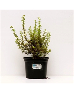 Саженец Лапчатка кустарниковая Дейдаун, С2 горшок, Н10-50 высота, 1 шт. Поиск