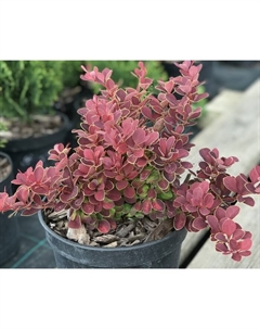 Саженец Барбарис Тунберга Руби Стар, С2 горшок, Н10-50 высота, 1 шт. Поиск