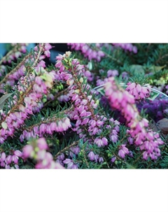 Саженец Эрика дарленская Крамерс Рот, С1.5 горшок, Н10-50 высота, 1 шт., Лето 2025 Поиск