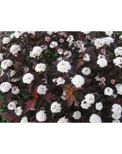 Саженец Пузыреплодник калинолистный Диаболо, С3 горшок, Н10-50 высота, 1 шт. Поиск