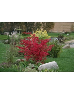 Саженец Бересклет крылатый, С2 горшок, Н30-40 высота, 1 шт. Поиск