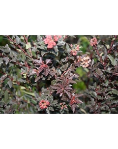 Саженец Пузыреплодник калинолистный Литл Дэвил, С3 горшок, Н10-50 высота, 1 шт. Поиск