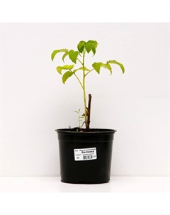 Саженец Малина желтоплодные сорта Беглянка, С2 горшок, Н20-40 высота, 1 шт., Лето 2025 Поиск