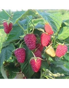 Саженец Малина ремонтантные сорта Карамелька, С2 горшок, Н20-40 высота, 1 шт., Лето 2025 Поиск