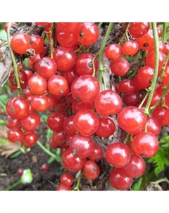 Саженец Смородина красная Красная Андрейченко, С2 горшок, Н20-40 высота, 1 шт. Поиск