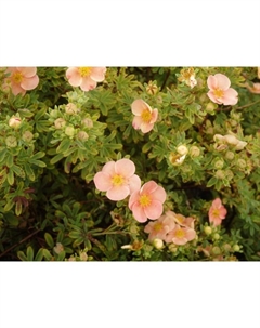 Саженец Лапчатка кустарниковая Гламур Гёрл, С3 горшок, Н10-50 высота, 1 шт. Поиск