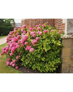 Саженец Гортензия древовидная Мэджикал Пинкербелл, С3 горшок, Н10-50 высота, 1 шт. Поиск