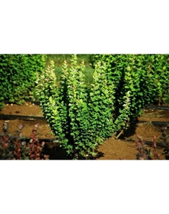 Саженец Барбарис Тунберга Эректа, С2 горшок, Н10-50 высота, 1 шт. Поиск