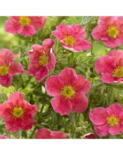 Саженец Лапчатка кустарниковая Данни Бой, С3 горшок, Н10-50 высота, 1 шт. Поиск