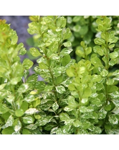 Саженец Барбарис Тунберга Пау Вау, С2 горшок, Н10-50 высота, 1 шт. Поиск