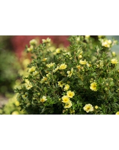 Саженец Лапчатка кустарниковая Лемон Меренга, С3 горшок, Н10-50 высота, 1 шт. Поиск