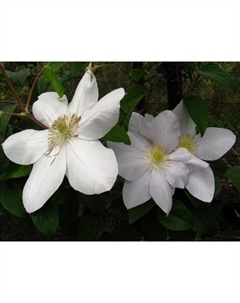 Саженец Клематис крупноцветковый Мария Буасело, С2 горшок, Н20-40 высота, 1 шт., Лето 2025 Поиск