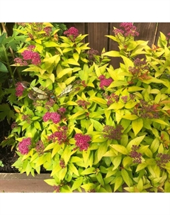 Саженец Спирея японская Кэндллайт, С2 горшок, Н10-50 высота, 1 шт. Поиск