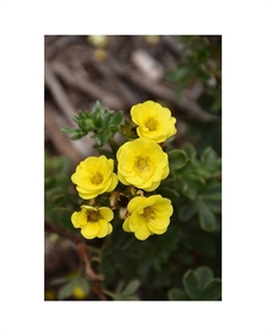 Саженец Лапчатка кустарниковая Цитрус Тарт, С3 горшок, Н10-50 высота, 1 шт. Поиск