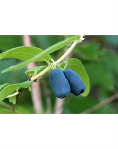 Саженец Жимолость съедобная Синяя птица, С2 горшок, Н20-40 высота, 1 шт. Поиск