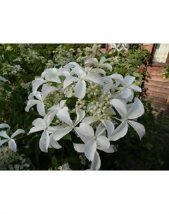 Саженец Гортензия метельчатая Стар Роуз, С3 горшок, Н10-50 высота, 1 шт. Поиск