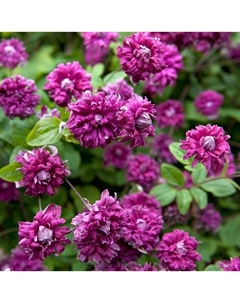 Саженец Клематис ботанический Пурпуреа Плена Элеганс, С2 горшок, Н20-40 высота, Лето 2025 Поиск