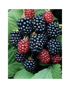 Саженец Ежевика Торнфри, С2 горшок, Н20-40 высота, 1 шт. Поиск