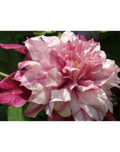 Саженец Клематис крупноцветковый Патрисия эн Фретвелл, С2 горшок, Н20-40 высота, Лето 2025 Поиск