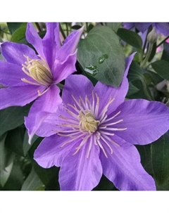 Саженец Клематис крупноцветковый Юста, С2 горшок, Н20-40 высота, 1 шт., Лето 2025 Поиск