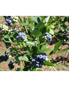 Саженец Голубика высокорослая Блюголд, С2 горшок, Н20-40 высота, 1 шт. Поиск