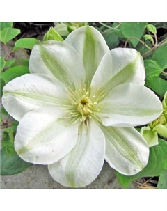 Саженец Клематис крупноцветковый Дженси Крим, С2 горшок, Н20-40 высота, 1 шт., Лето 2025 Поиск