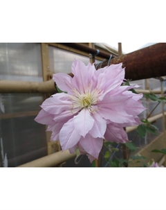 Саженец Клематис крупноцветковый Виолет Элизабет, С2 горшок, Н20-40 высота, 1 шт., Лето 2025 Поиск