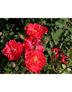 Саженец Роза канадская парковая Джон Франклин, морозостойкая, C3.5 горшок, Н25-45 высота, 1 шт. Поиск