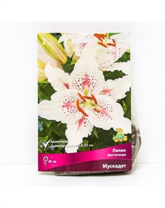 Лилии Восточные «Мускадет», 14/16 р-р, 2 шт. 80 h(см), Весна 2025 Поиск