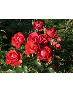 Саженец Роза флорибунда Нина Вейбул, C3.5 горшок, Н25-45 высота, 1 шт. Поиск