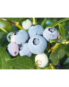 Саженец Голубика высокорослая Чентеклир, С2 горшок, Н20-40 высота, 1 шт. Поиск