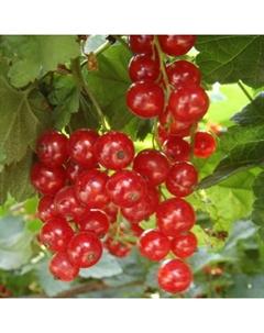 Саженец Смородина красная «Ненаглядная», С2 горшок, Н20-40 высота, 1 шт., Лето 2025 Поиск