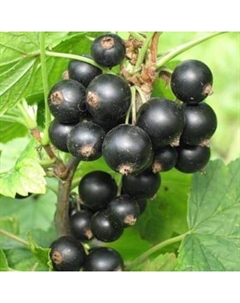 Саженец Смородина черная Багира, С2 горшок, Н20-40 высота, 1 шт. Поиск