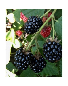 Саженец Ежевика Бжезина, С2 горшок, Н20-40 высота, 1 шт. Поиск