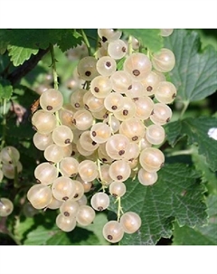 Саженец Смородина белая Смольяниновская, С2 горшок, Н20-40 высота, 1 шт. Поиск