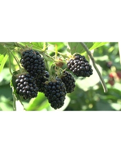 Саженец Ежевика Агавам, С2 горшок, Н20-40 высота, 1 шт. Поиск