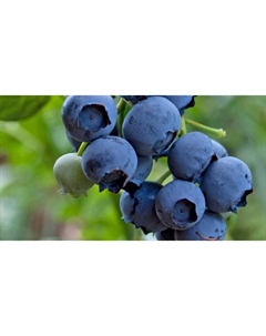 Саженец Голубика высокорослая Спартан, С2 горшок, Н20-40 высота, 1 шт. Поиск