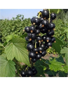 Саженец Смородина черная Селеченская 2, С2 горшок, Н20-40 высота, 1 шт. Поиск