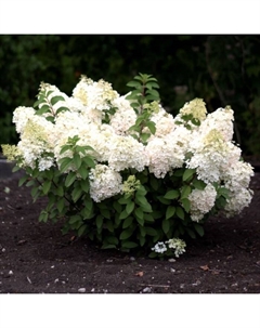 Саженец Гортензия метельчатая Саммэ Сноу, С3 горшок, Н10-50 высота, 1 шт. Поиск