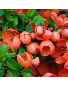 Саженец Айва (Хеномелес) великолепная «Боуль де фё», С2 горшок, Н10-50 высота, 1 шт. Поиск